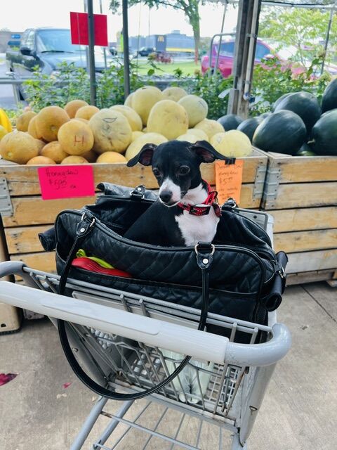 Penny shopping at The Farm in Westmont, Illinois (Candace Jordan photo)